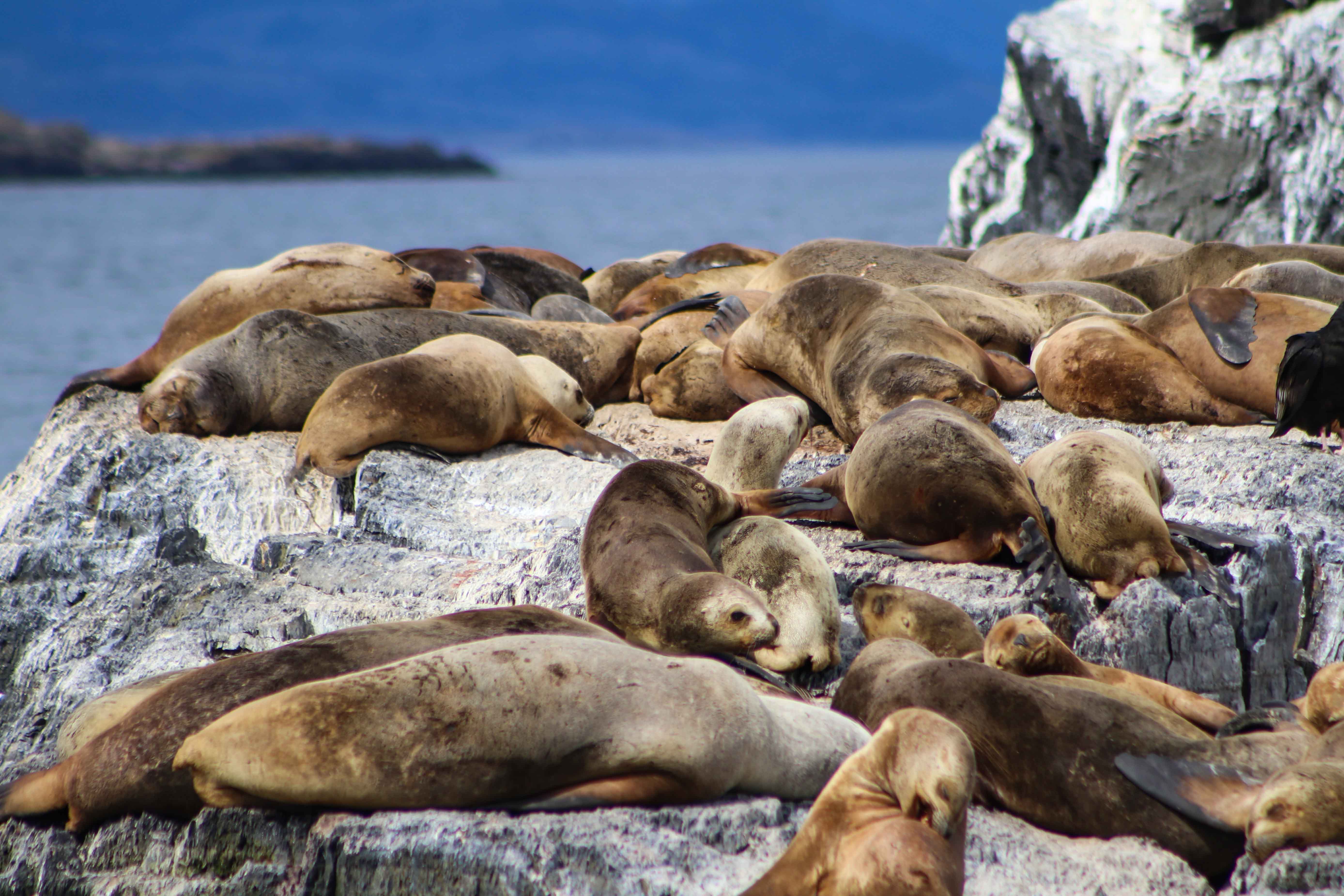 ushuaia clapps-6