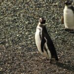 ushuaia_clapps-30