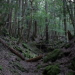 bosque-suicida-1