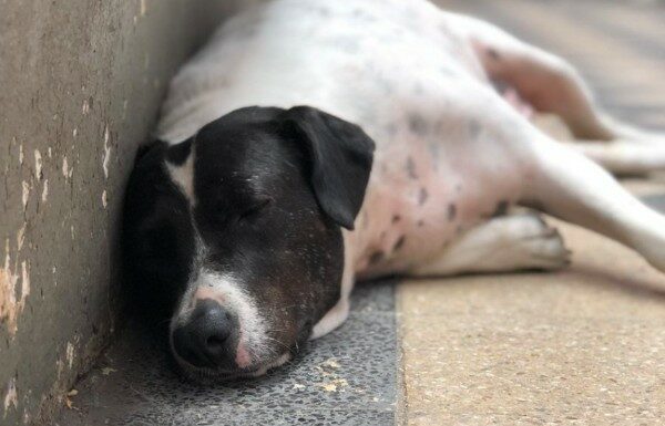 “Perro Vaca”, mascota que conoce el arte del engaño