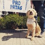 PRO-PATAS