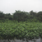 Puerto-Diana-Bahia-Negra-3